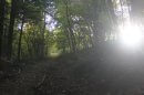 Forêt de légende